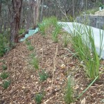 landscape design torquay